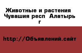  Животные и растения. Чувашия респ.,Алатырь г.